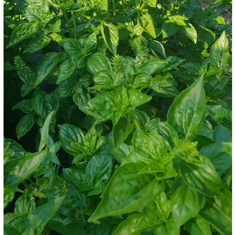 Βασιλικός - Basil / 100g Main Image