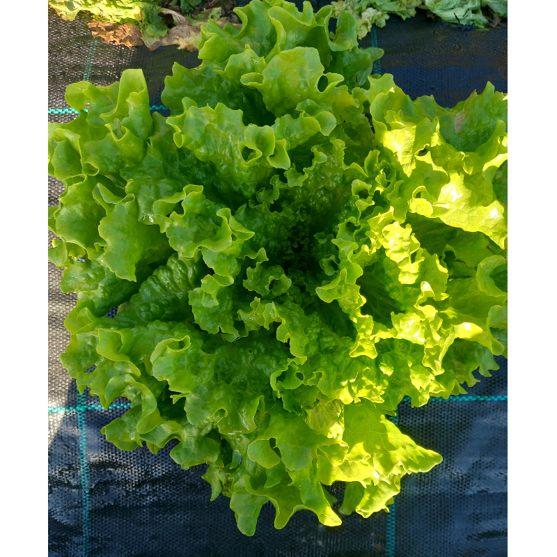 Πράσσινη Λόλα Κεφάλι - Green Lola Head Main Image