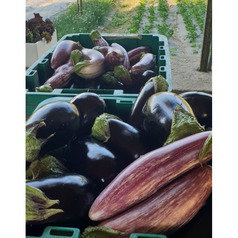 Μελιτζάνες - Aubergine Main Image