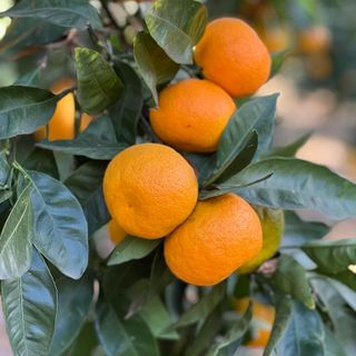 Mandarine Unshiu, 9kg