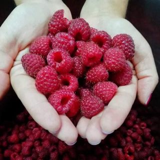 Maline, 500 g, 1kos