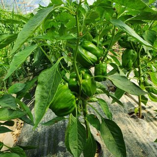 Paprika, 1kg