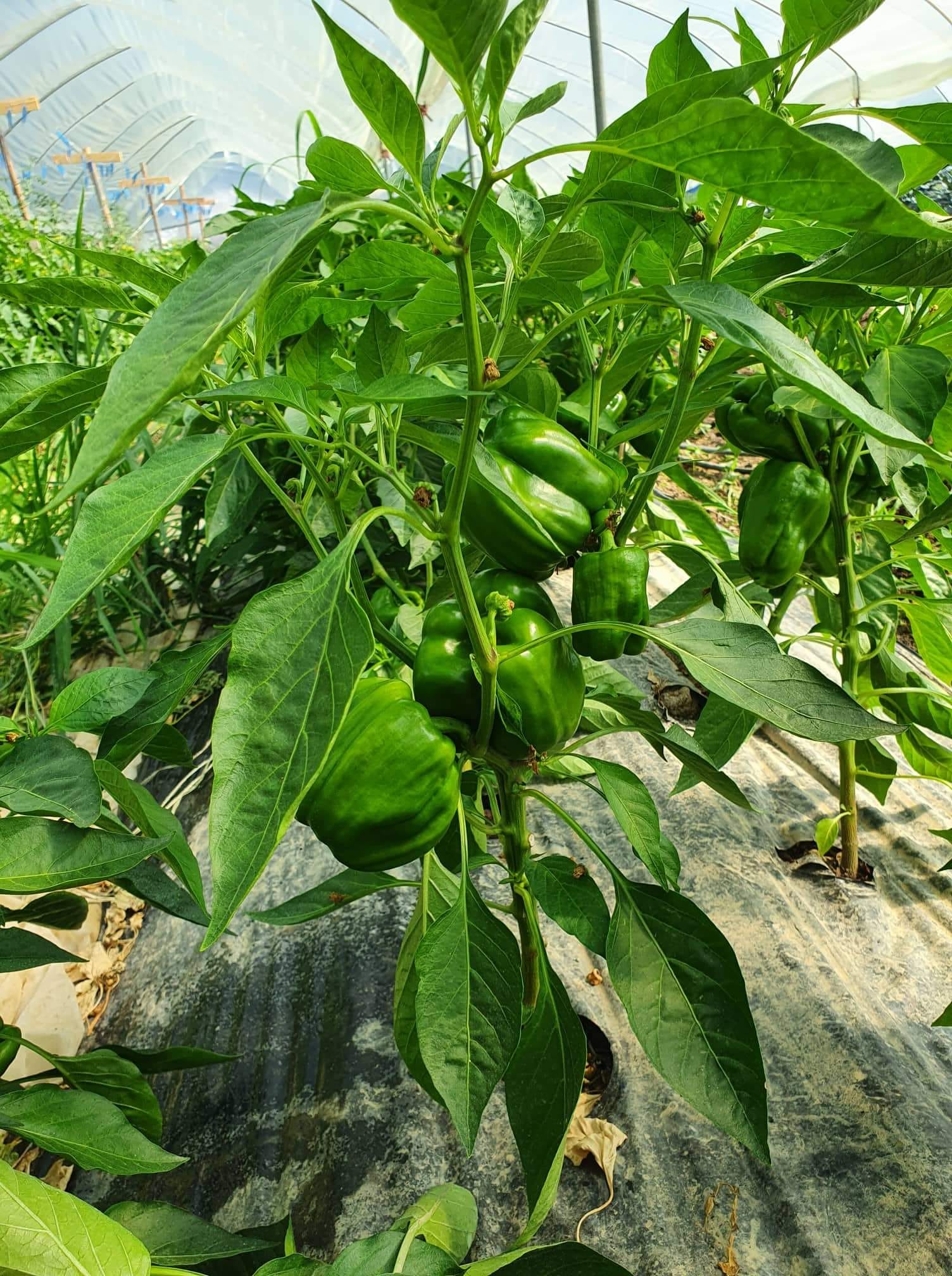 Paprika, 1kg Main Image