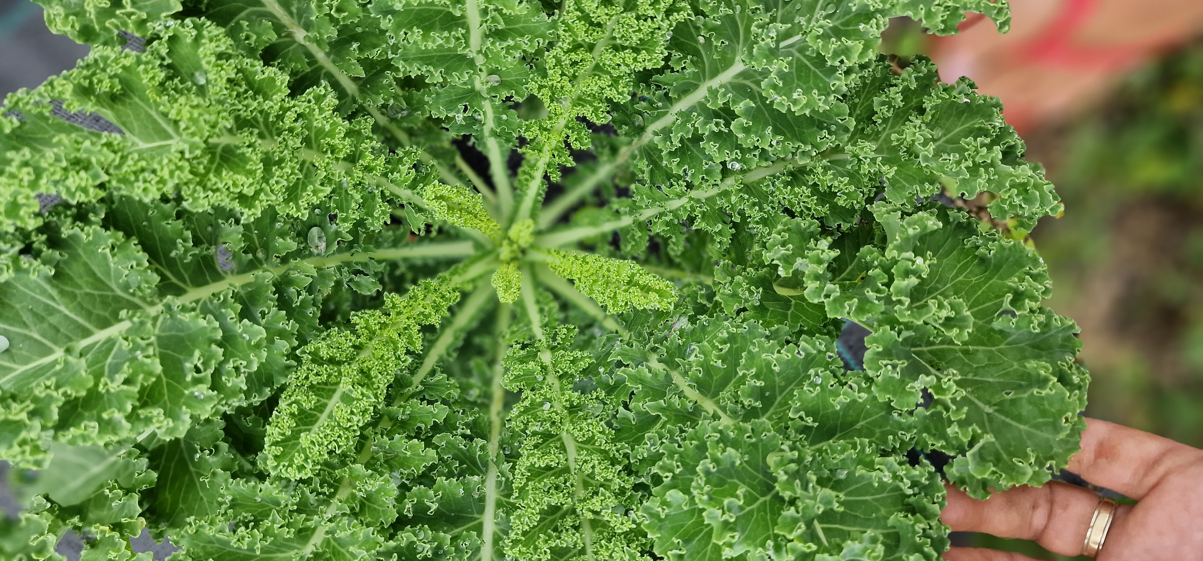 Kodrolistni ohrovt, šop, 1kos