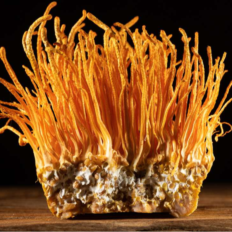 Cordyceps, izvleček, 50 ml, 1kos Main Image