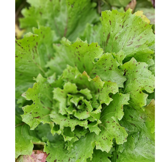 Radič CASTELFRANCO, 1 kg, 1kos