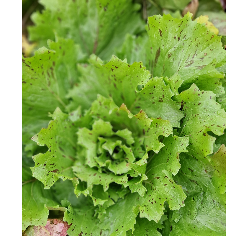 Radič CASTELFRANCO, 1 kg, 1kos Main Image