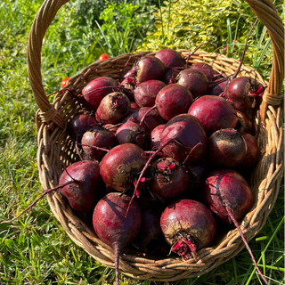 Rdeča pesa, 1 kg, 1kos