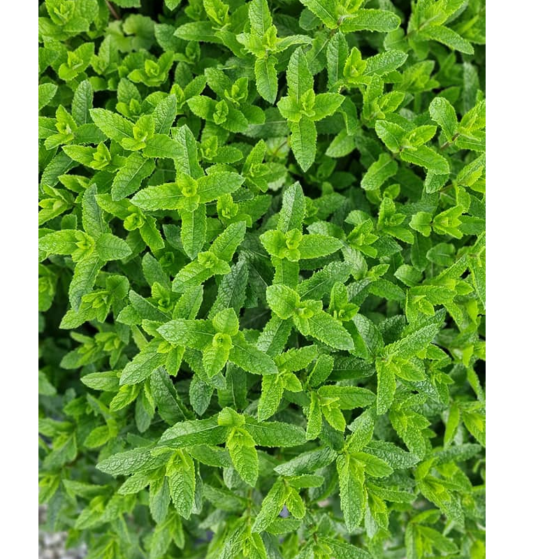 Meta za sirupe, 1 kg, 1kos