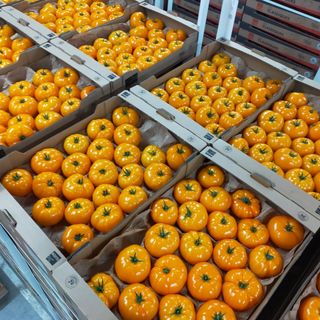 Tomate Beef Orange - 7 kg