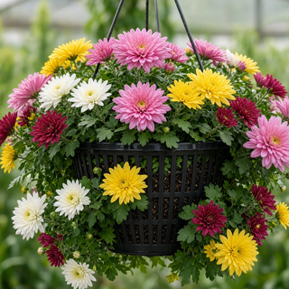 10" Hanging Basket Mum (Mixed Colors)