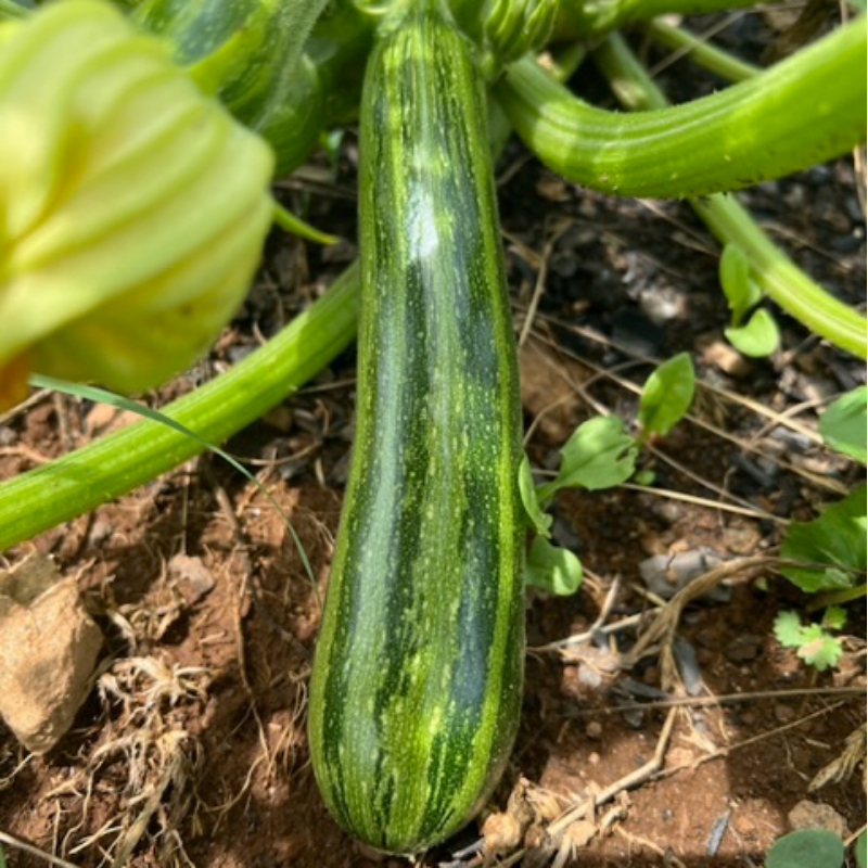 Zucchini Main Image