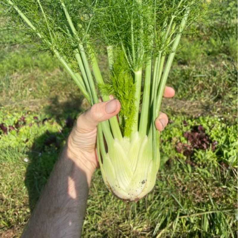 Fennel Main Image