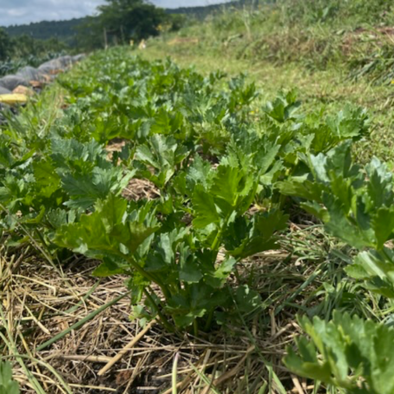 Celery (herb-size bunch) Main Image