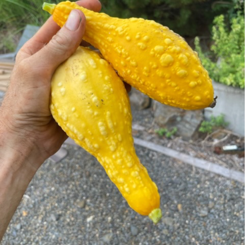 Yellow Squash Main Image