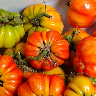 Tomate gajilete (1 lb)