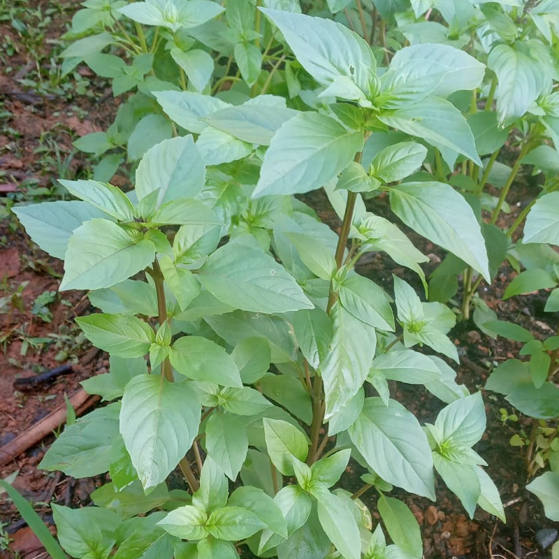 Albahaca mentolada (5 oz) Main Image