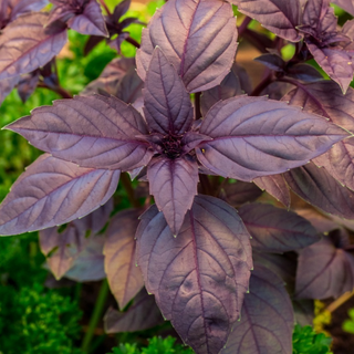 Albahaca morada (2.5 oz)