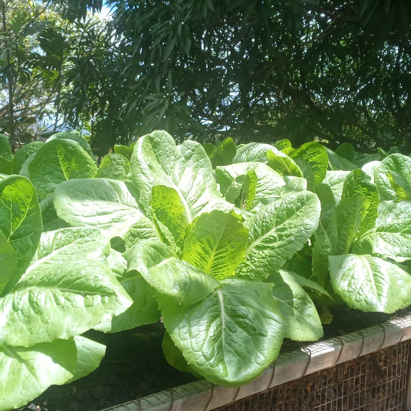 Lechuga Romana (1 lb) Main Image