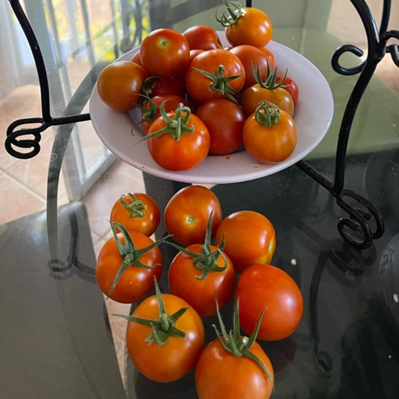 Tomates pequeños (1/2 lb) Main Image