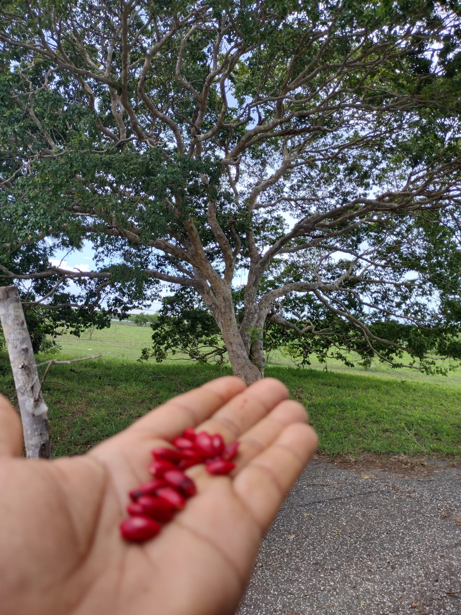 Semillas de Guayacán (5 semillas)