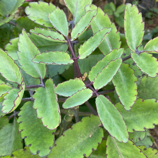 Yerba bruja (pqte)