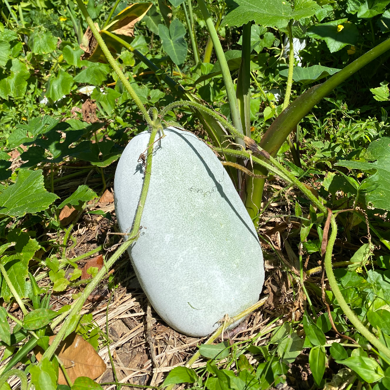 Winter Melon (4 lb) Main Image