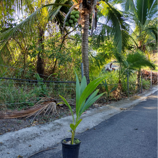 Palmas de Coco Filipino