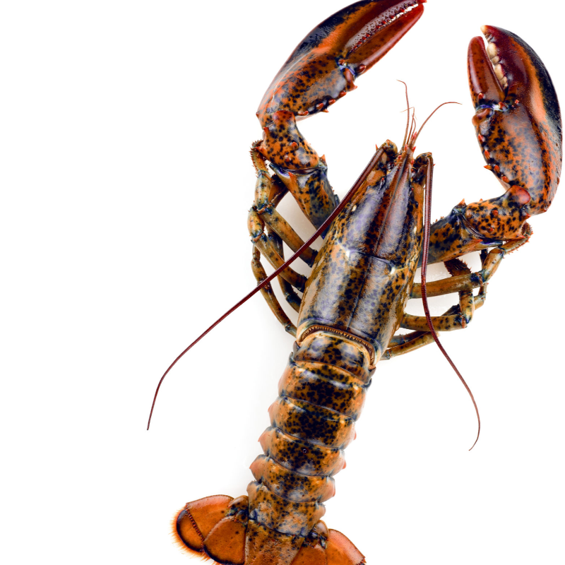 Langouste Main Image