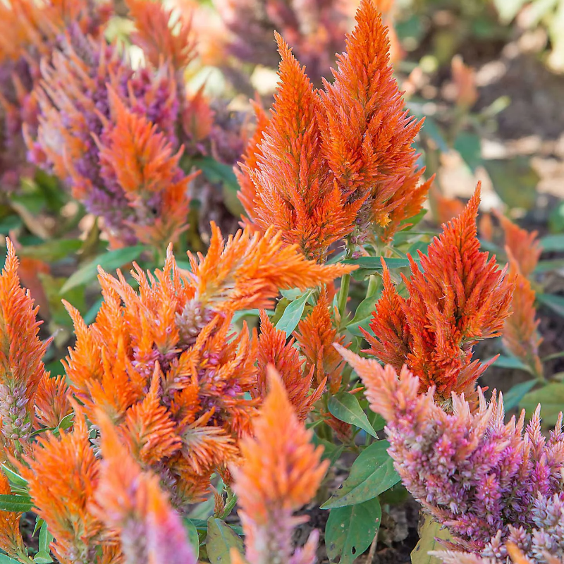 CELOSIA Main Image