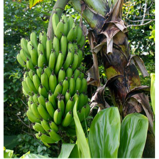 BANANA PLANT