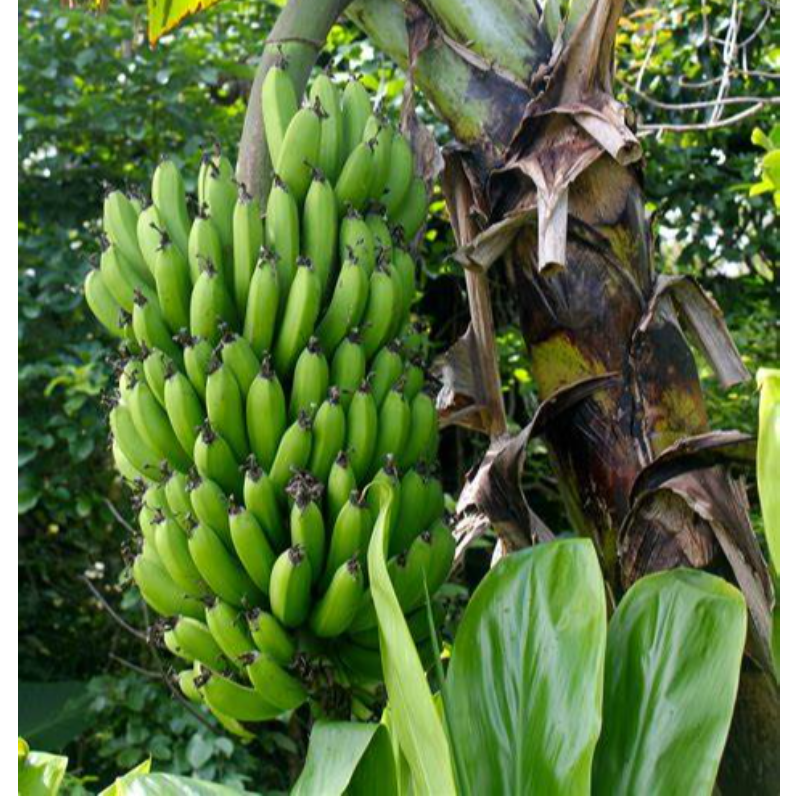 BANANA PLANT