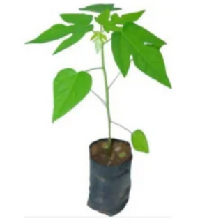 PAPAYA (PAPITA)  SAPLING