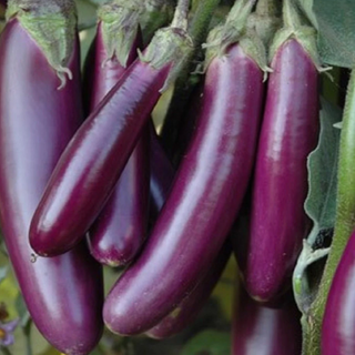 BRINJAL LONG