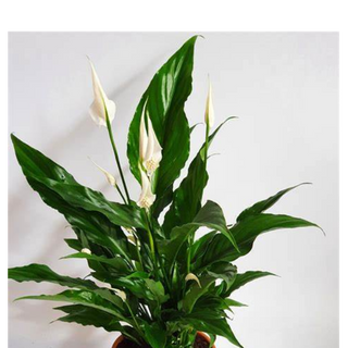 PEACE LILY