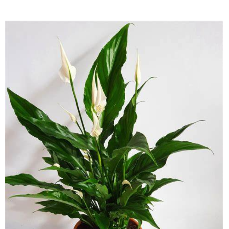 PEACE LILY