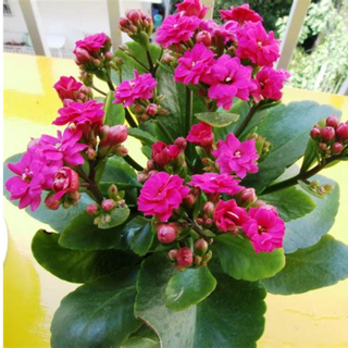 KALANCHOE