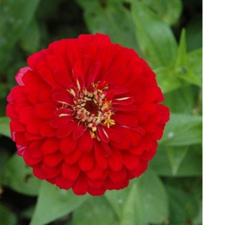 ZINNIA RED