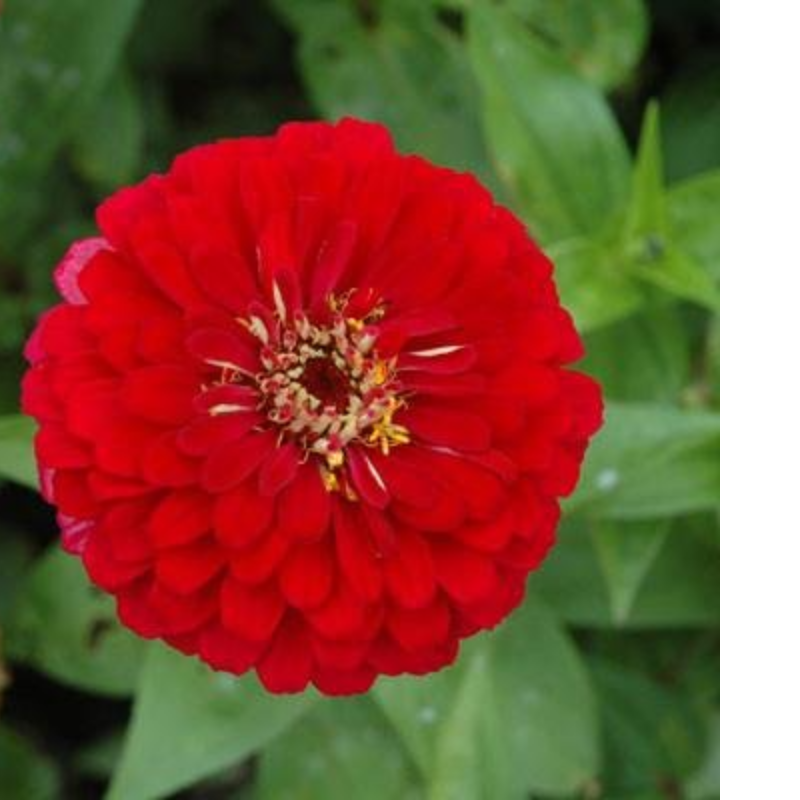 ZINNIA RED Main Image