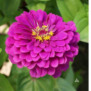 ZINNIA PURPLE