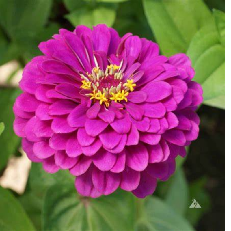 ZINNIA PURPLE