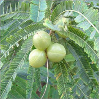 AMLA