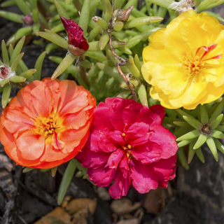 PORTULACA