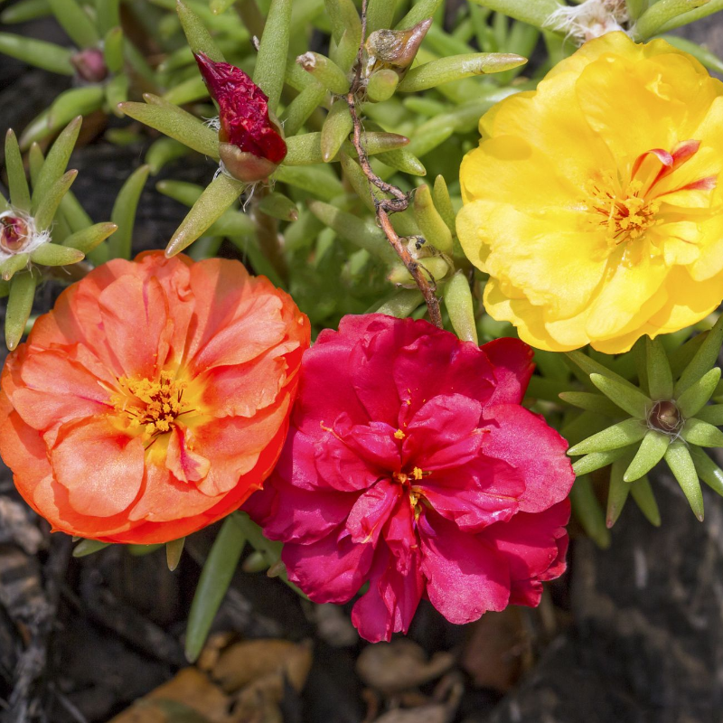 PORTULACA