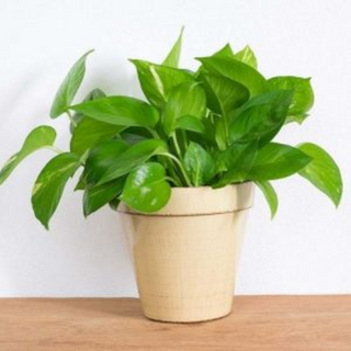 MONEY PLANT