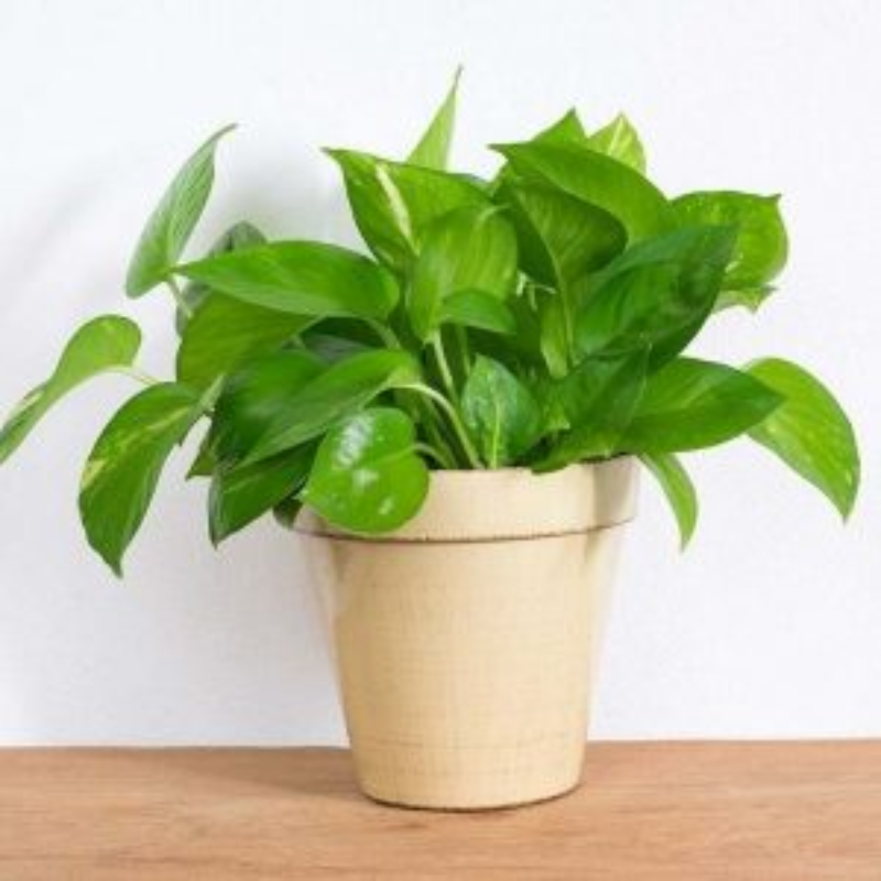 MONEY PLANT Main Image