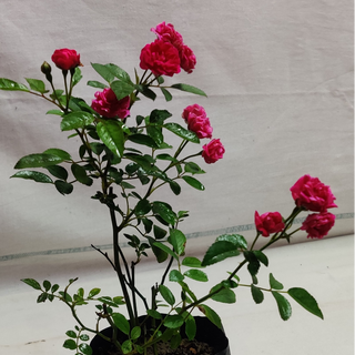 ROSE PLANT