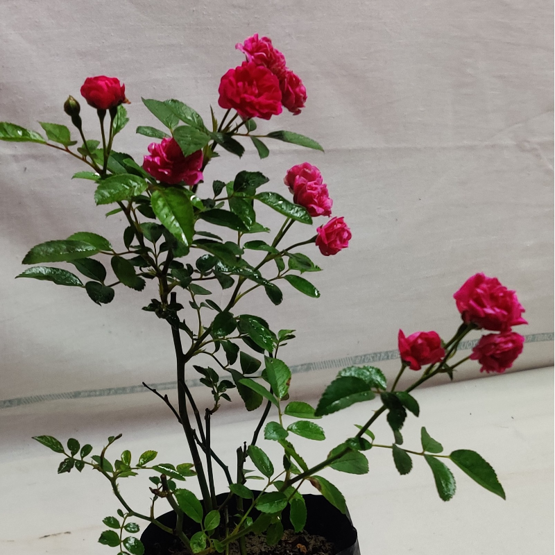 ROSE PLANT