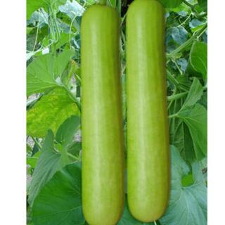 BOTTLE GOURD