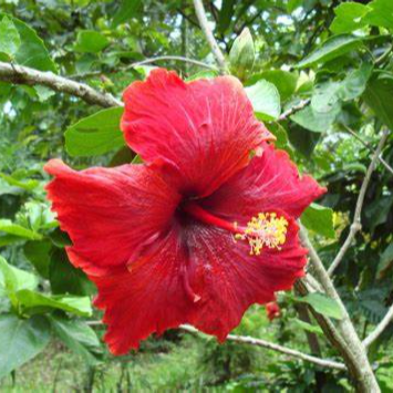 HIBISCUS Main Image